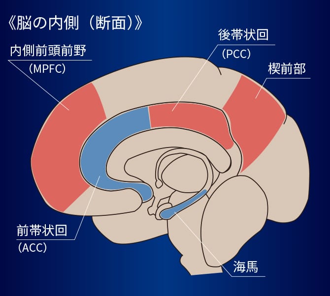 脳の内側（断面）の画像です。内側前頭前野（MPFC）・楔前部・後帯状回（PCC）が赤色で、前帯状回（ACC）・海馬が青色で図示されます。