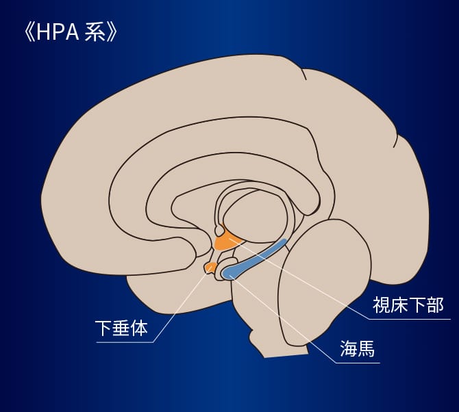 HPA系に関連する脳領域として、視床下部・下垂体と海馬が図示されます。