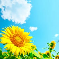 夏季うつ~夏バテとの違いって?~