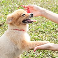 ペットロス症候群とは?うつ病との関係と予防と対処法