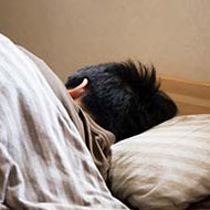 ひたすら寝てしまうのはうつ病？それとも過眠症？