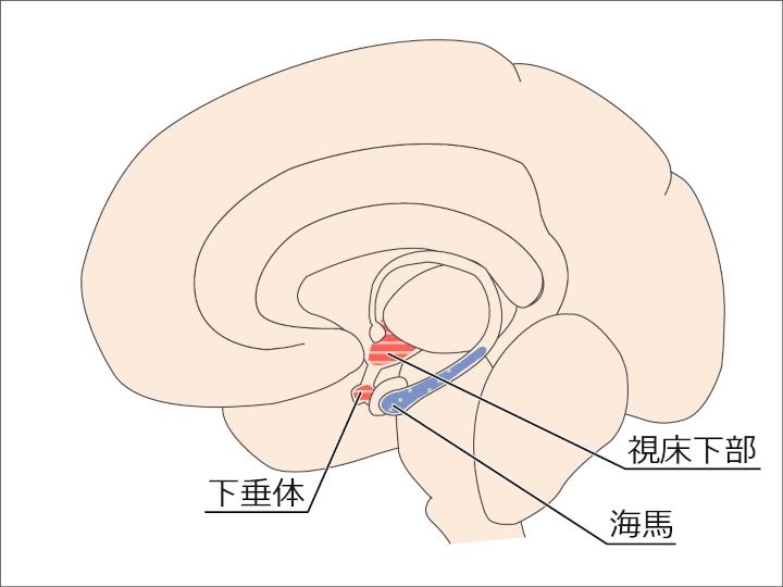図：HPA系に関連する脳領域：視床下部・下垂体、海馬