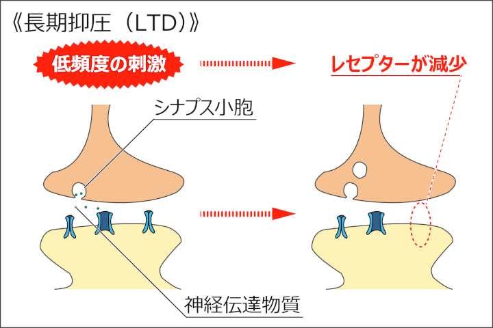 画像：長期抑圧（LTD）：低頻度の刺激は少量の神経伝達物質を放出させ、レセプターを減少させます。