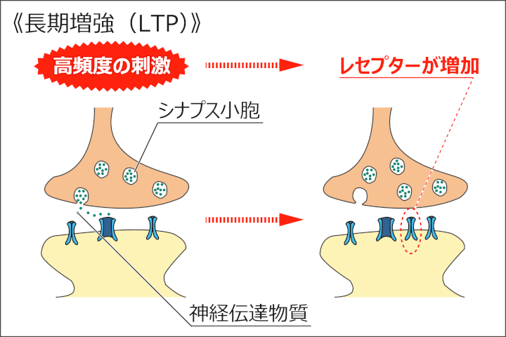 画像：長期増強（LTP）：高頻度の刺激は大量の神経伝達物質を放出させ、レセプターを増加させます。