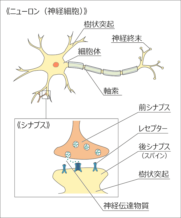 画像：ニューロン（神経細胞）とシナプス。樹状突起と神経終末（＝軸索の末端）の接点をシナプスと呼び、前シナプスから放出された神経伝達物質が、後シナプスのレセプターに結合することで情報伝達されます。
