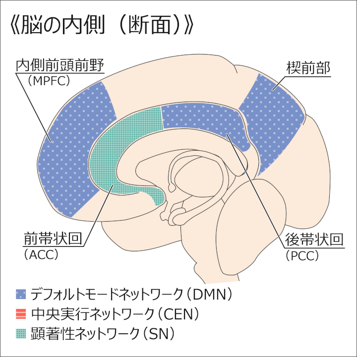 図：脳の内側（断面）／デフォルトモードネットワークの領域（青）：内側前頭前野（MPFC）・後帯状回（PCC）・楔前部;顕著性ネットワークの領域（緑）：前帯状回（ACC）