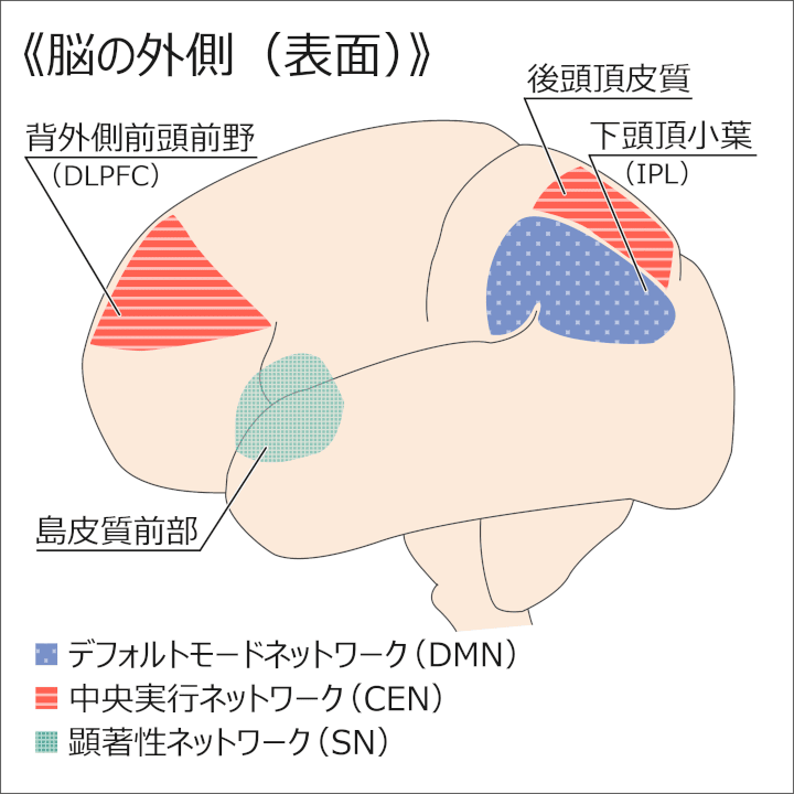 図：脳の外側（表面）／デフォルトモードネットワークの領域（青）：下頭頂小葉（IPL）; 中央実行ネットワークの領域（赤）:背外側前頭前野（DLPFC）・後頭頂皮質; 顕著性ネットワークの領域（緑）：皮質前部